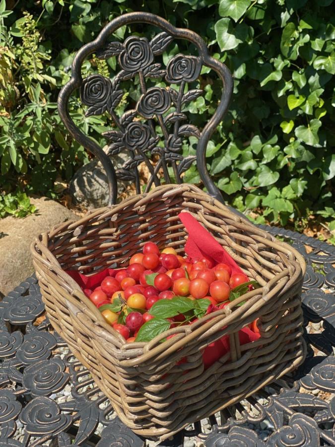 Dolce Vita In Tuscany Cottage Capannori Eksteriør billede