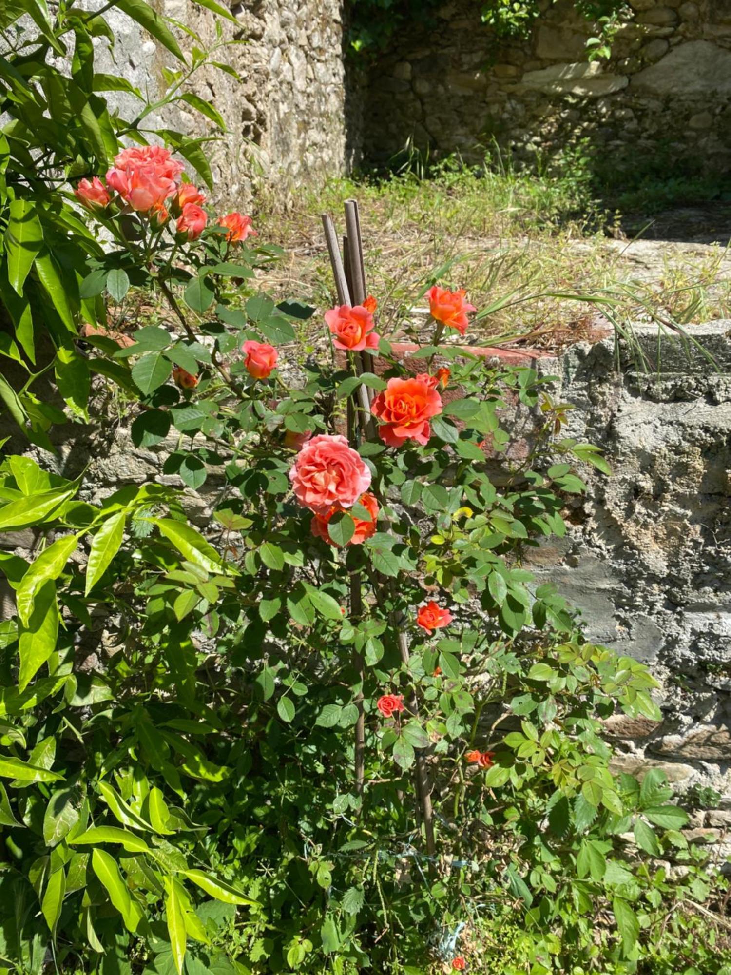 Dolce Vita In Tuscany Cottage Capannori Eksteriør billede